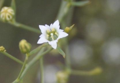  vista de la flor pentámera 