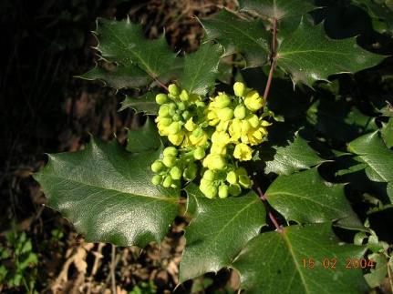 flores a finales de invierno 