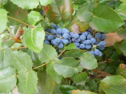 frutos a finales de primavera 