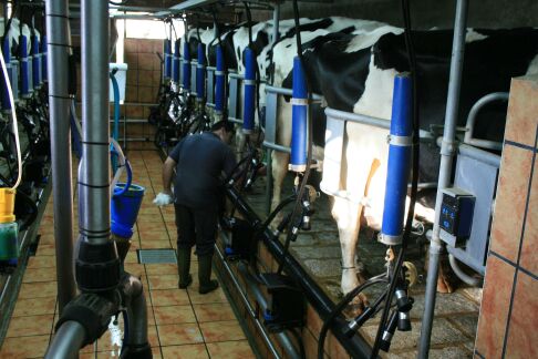secando las vacas