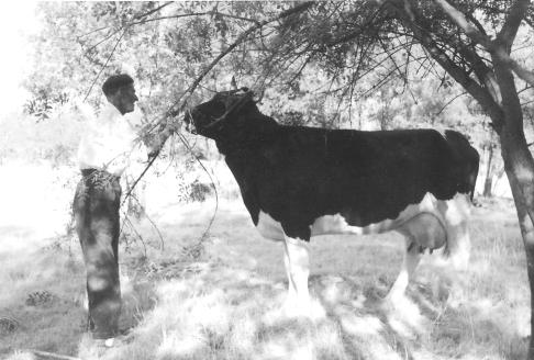 Julio con una de sus vacas